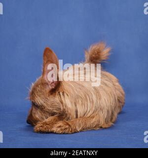 Il cane triste australiano Terrier giace su uno sfondo blu Foto Stock