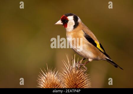 L'orafo europeo si siede sul lombo nella natura autunnale Foto Stock