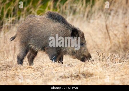 Cinghiale in piedi su campo asciutto nella natura autunnale. Foto Stock