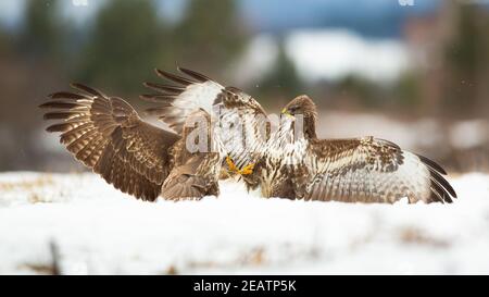 Due comuni buzzard che combattono sulla neve nella natura invernale. Foto Stock