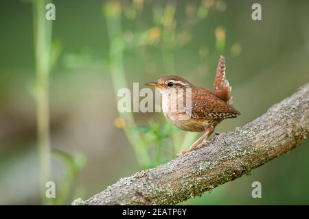 Strizzone eurasiatico poggiato sul legno nella natura estiva Foto Stock