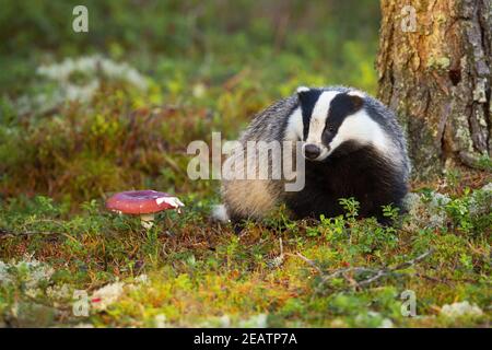 Timido stemma europeo con pelliccia gonfia in piedi accanto al mosca agarico nella foresta Foto Stock