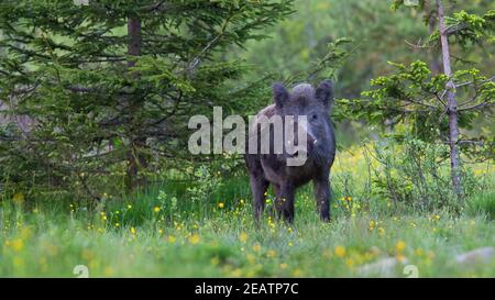 Cinghiale in piedi nella foresta nella natura estiva. Foto Stock