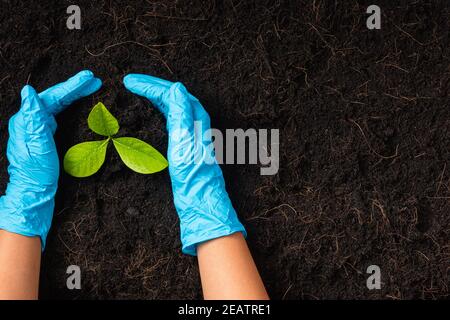 Mano di donna di ricercatore che tiene albero che cresce su suolo nero Foto Stock