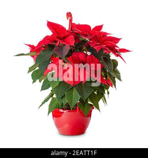 Natale Rosso fiore poinsettia Foto Stock