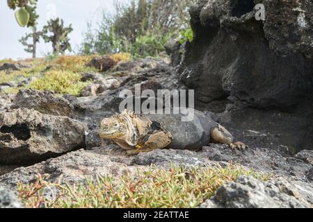 Galapagos terra iguana, Conolophus subcristatus. Nel suo habitat naturale. Una lucertola gialla che assomiglia a un piccolo drago o dinosauro. Isole Galapagos, CE Foto Stock