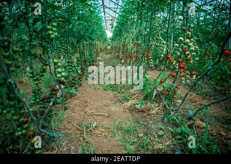 file di pomodori in una serra in una fattoria Foto Stock