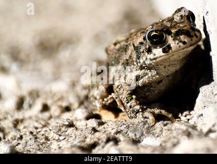 Piccola rana spaventata appoggiata al muro Foto Stock