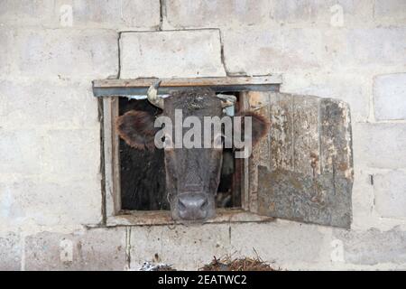 Mucca che guarda fuori dalla finestra di capannone su muro di mattoni Foto Stock