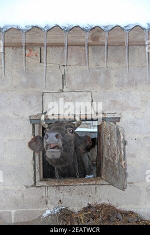 mucca che guarda fuori e gridando fuori dalla finestra di capanna di bestiame. Foto Stock