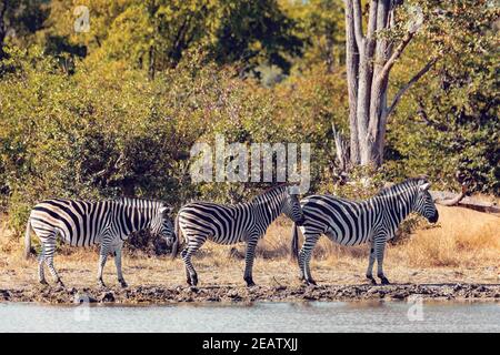 Zebra nel bush, Botswana Africa fauna selvatica Foto Stock