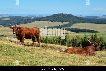 Splendido paesaggio montano, con montagne vulcaniche e mucche di Salers Foto Stock