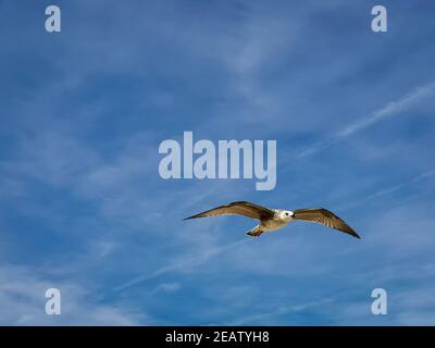 Bellissimo scatto di un singolo gabbiano che vola in blu cielo con ali aperte Foto Stock