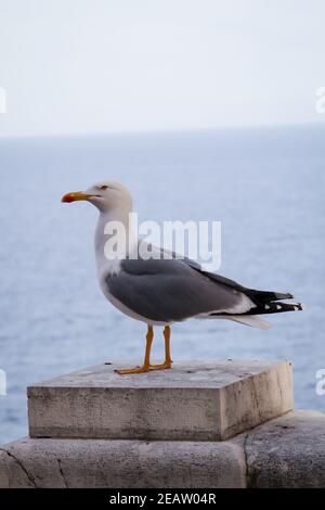 Un ritratto di un gabbiano in piedi su un muro di mattoni. Foto Stock