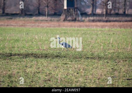 Ritratto di un airone o di una gru in un campo. Foto Stock