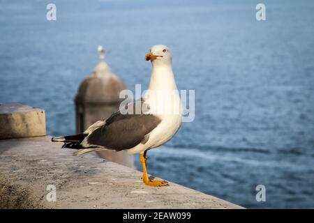 Un ritratto di un gabbiano in piedi su un muro di mattoni. Foto Stock