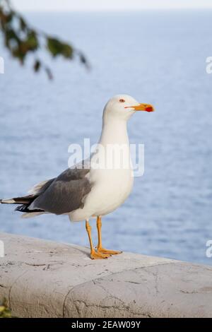 Un ritratto di un gabbiano in piedi su un muro di mattoni. Foto Stock