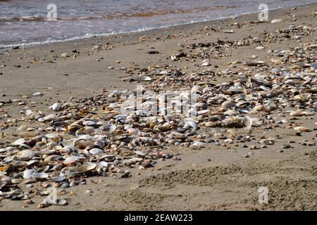 Conchiglie sulla spiaggia del mare di sabbia. Mare di sabbia costiera sulla spiaggia. Foto Stock