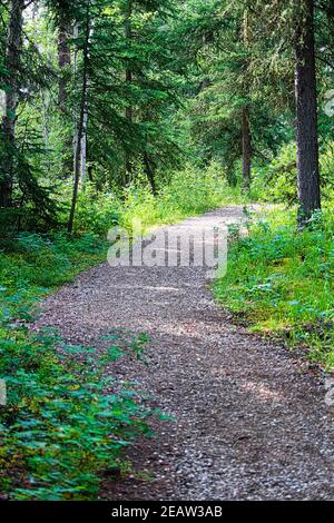 Un percorso escursionistico mantenuto attraverso una foresta di abeti Foto Stock