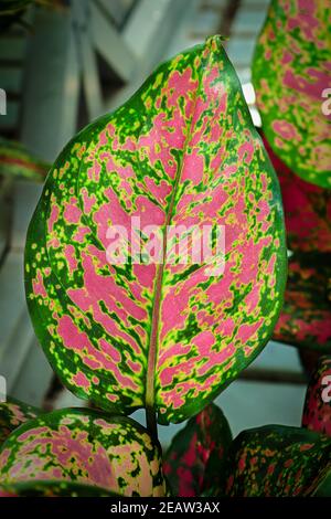 Foglie di aglaonema vivide verdi e rosa Foto Stock