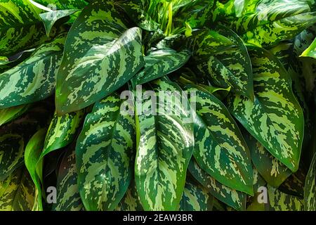 Un grappolo di foglie di aglaonema su una pianta Foto Stock