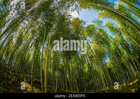 Kyoto Arashiyama foresta di bambù Foto Stock