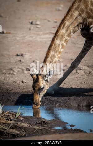 Primo piano della giraffa meridionale che beve dal buco dell'acqua Foto Stock