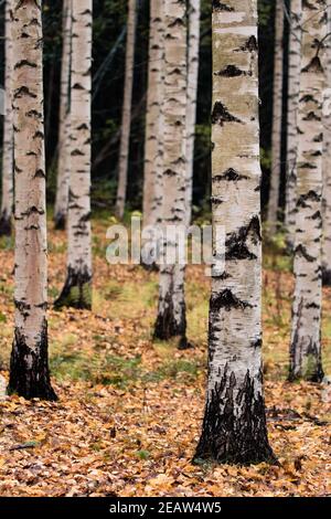 Tronchi di betulla verticali multipli in autunno Foto Stock