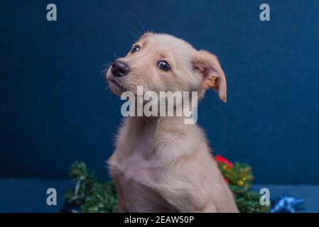 ritratto di un simpatico cucciolo di mongrel simpatico con pelliccia marrone chiaro vicino ad una corona di avvenimento di natale su un sfondo blu Foto Stock