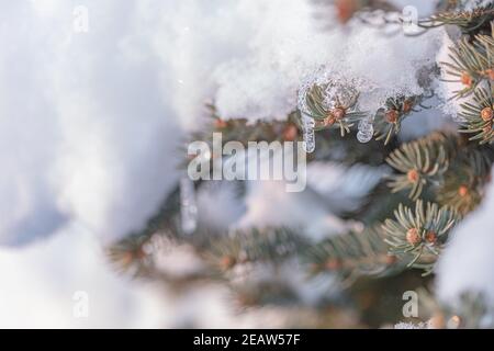 Iciclette appese da un ramo di un albero sempreverde. Inverno natura sfondo. Foto di alta qualità Foto Stock