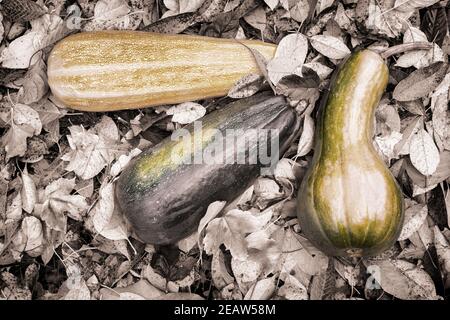 Zucche a terra tra foglie d'autunno. Foto Stock