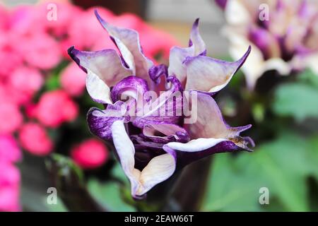 Vista dall'alto del fiore di una Tromba del Diavolo che sta per aprirsi Foto Stock