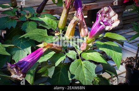 Pianta domestica di Datura con fiori in varie fasi Foto Stock