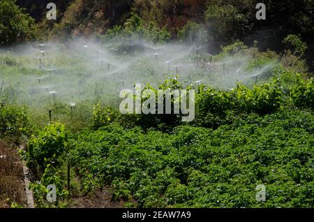 Irrigazione di una coltivazione di patate ad Agulo. Foto Stock