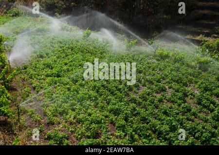 Irrigazione di una coltivazione di patate ad Agulo. Foto Stock