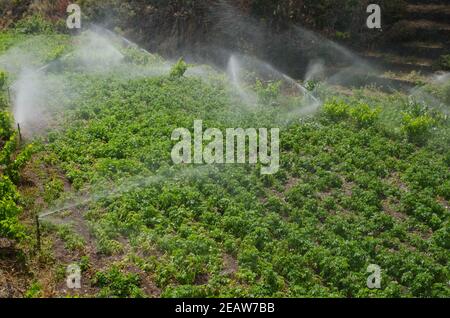 Irrigazione di una coltivazione di patate ad Agulo. Foto Stock