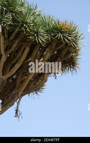 Albero di drago delle isole Canarie. Foto Stock