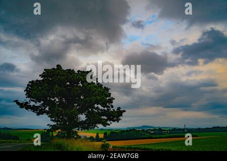 Sette stelle di alberi e cielo nuvoloso (Hokkaido Biei-cho) Foto Stock