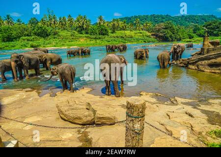 Immagine di elefante selvatico (Sri Lanka Pinnawara) Foto Stock