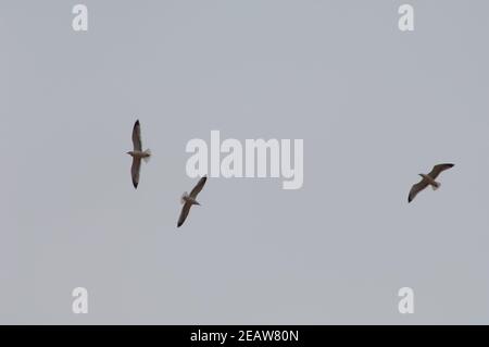 Gabbiani con zampe gialle Larus michaellis atlantis. Foto Stock