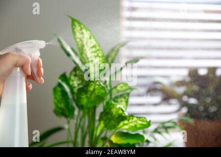 Femmina mano spruzzando acqua su pianta casa interna su soglia finestra con bottiglia di spruzzatura acqua, cura di piante casa verde decorazione moderna interni Foto Stock