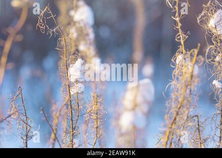 La neve giace su asciutto, vecchio plant.Winter sfondo della natura. Foto di alta qualità Foto Stock