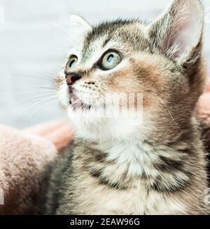 Gattino dorato zintino inglese chinchilla dritto Foto Stock