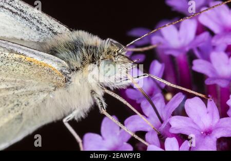 Cabbage White Butterly macro estrema primo piano Foto Stock