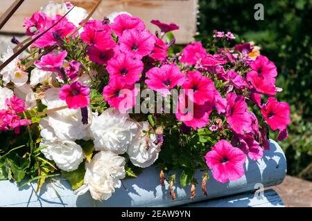 Petunia una pianta fiorente estiva primaverile coltivata in un fiore contenitore per scatole Foto Stock