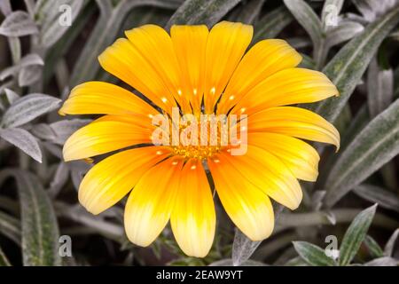 Gazania "Talent Series" Foto Stock