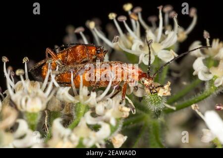 Scarabeo cardinale (pirocroa coccinea) insetto a testa rossa Foto Stock