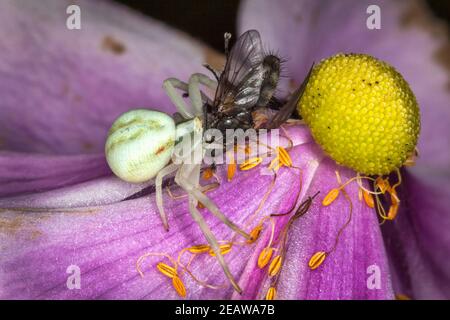 Ragno di granchio bianco con una mosca Foto Stock