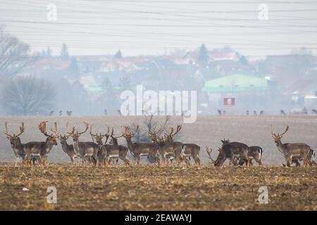 Gruppo di daini in piedi sul prato vicino al villaggio Foto Stock