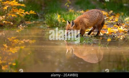 Volpe rossa che beve dall'acqua nella colorata natura autunnale Foto Stock